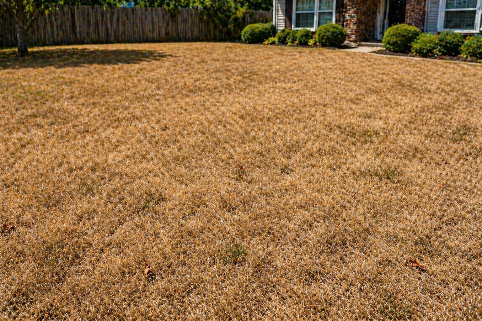 Brown Lawn