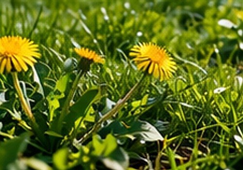 Weed Infestation