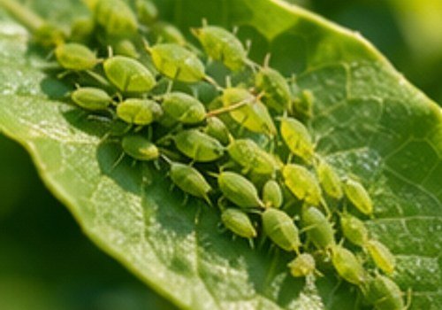 Aphids close-up