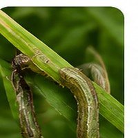 Armyworm close-up