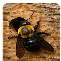Carpenter bee close-up