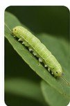 Caterpillar on leaf