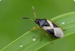 Chinch bug close-up
