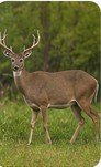 Deer in backyard