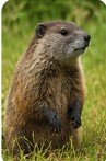 Groundhog in yard