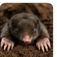 Mole damage in lawn