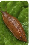 Slug on plant
