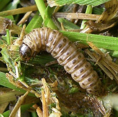 Sod webworm close-up