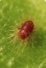 Spider mites on plant