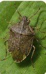 Stink bug close-up