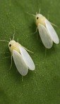 Whiteflies on plant leaf