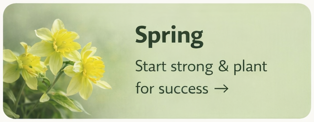 Spring