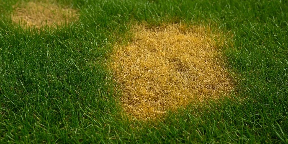 Patchy lawn problem